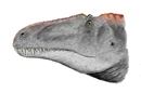 Acrocanthosaurus atokensis head