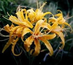 Image:曼珠沙華.jpg