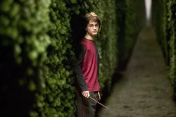 Harry à l'intérieur du labyrinthe
