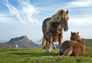 Horses