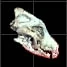 Sea Dragon Skull