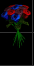 Image:Flowers 1.png