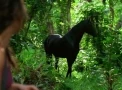 Kate's horse