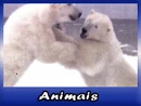 Animais