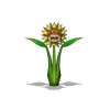 Img_SunflowerS02.jpg