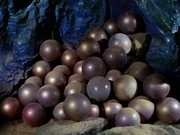 Les oeufs du Horta