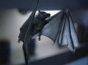 A female Pyrithian bat