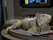 Leonard lounges on a desk