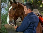 A horse