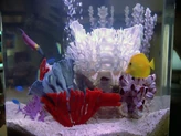 An aquarium in Picard's quarters