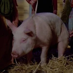 A pig