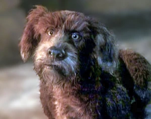 The Storyteller's Dog