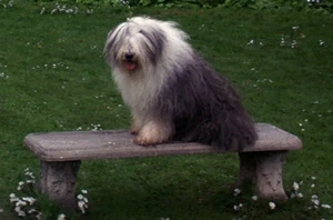 Merlin in the park.
