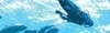 Endless Ocean series