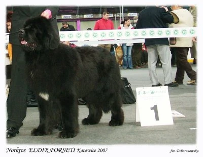 Grafika:Lary katowice07 kopia-1-.jpg