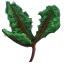 Image:Thornfruit Leaves.png
