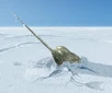 Narwhal