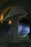 Rotshroom