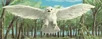 White Hawk
