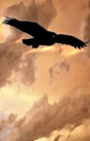 hawk portrait