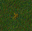 Image:Mandrake_root.gif