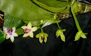 Photosynthetic petals and sepals on Phal. violacea
