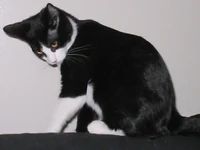 Mister Fluffers