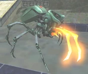 Rogue Fire Tarantula