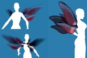 Insect Wings