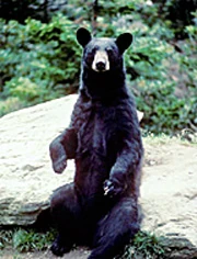 Image:AnBearBlack.jpg