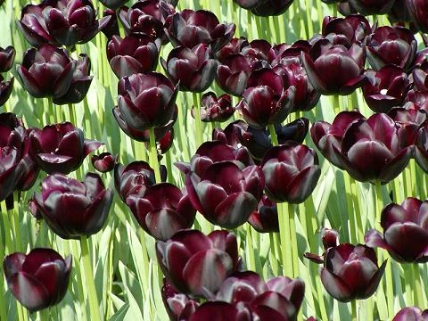 tulips