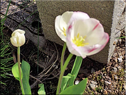 Image:Whitetulips.jpg
