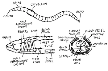 Anatomy of the earthworm