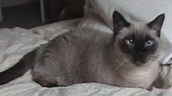 Image:Mari-2.jpg