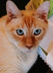 Image:SunCat-main.jpg