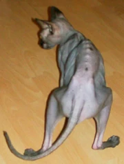 Jock starving to death on triple food rations, Glipizide, and no insulin. Note also the neuropathy in Jock's rear legs. Click to zoom.