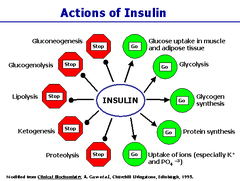 Actions of insulin-the anabolic (positive or energy-producing) bodily process are shown in green--the catabolic (negative or energy-using) ones are in red.