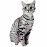 A domestic cat