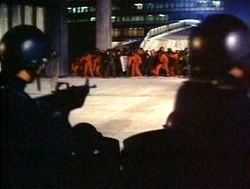 Apes and humans confront