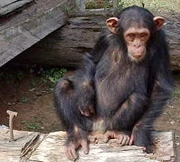 Chimps are social primates that can learn from others. Some chimp groups have cultural elements such as termite "fishing" that are passed between individuals as memes.