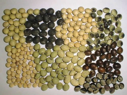 Soybean