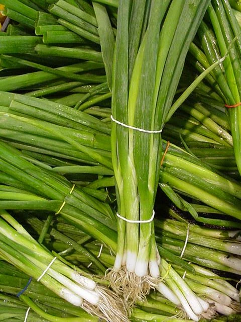 Scallion