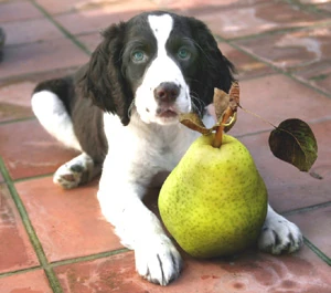 Pets Holistic Med