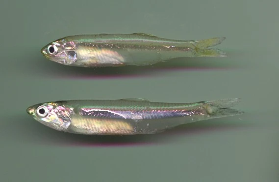 Anchovy