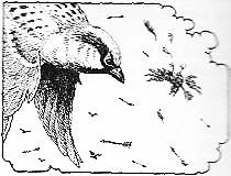 Sparra