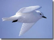 Our mascot: the Ivory Gull