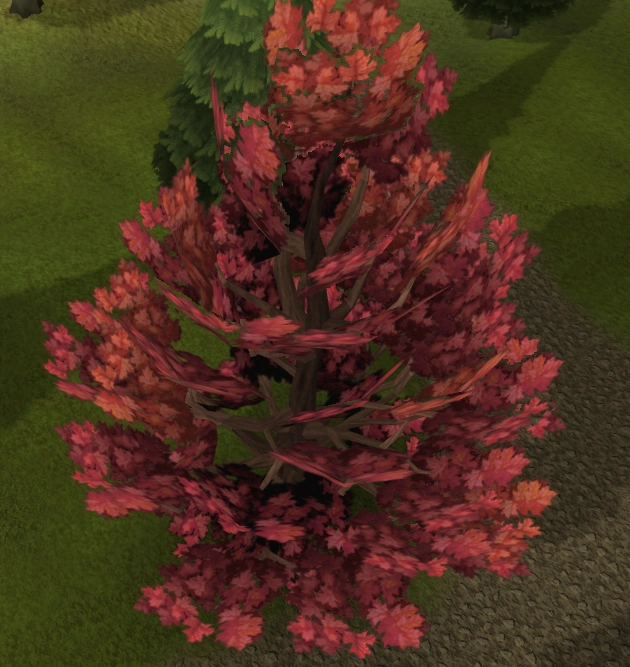 A maple tree