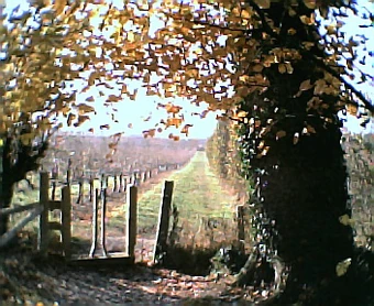 Orchard walk, November