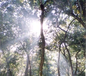 Forest.  Sources: USAID Bangladesh http://commons.wikimedia.org/wiki/Image:BN-forest.jpg This image is in the public domain because it contains materials that originally came from USAID.