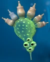Nosey, the first omnivorous cell you will meet